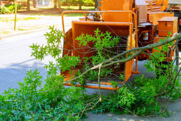 Best Stump Grinding and Removal  in Hernando Beach, FL