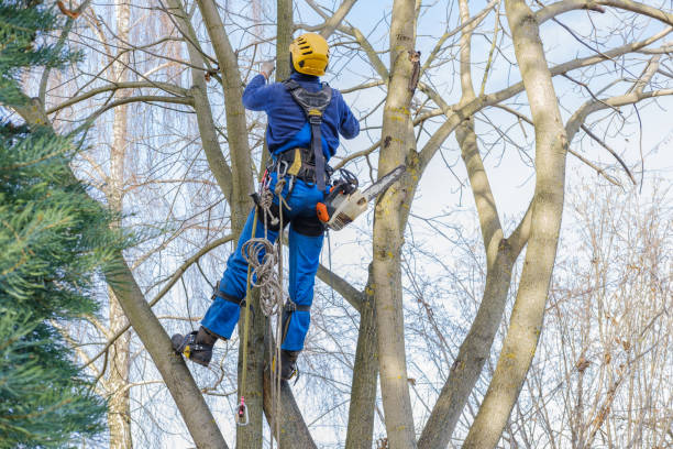 Best Emergency Tree Removal  in Hernando Beach, FL