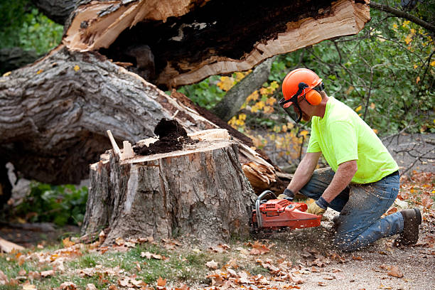 Best Tree Preservation Services  in Hernando Beach, FL